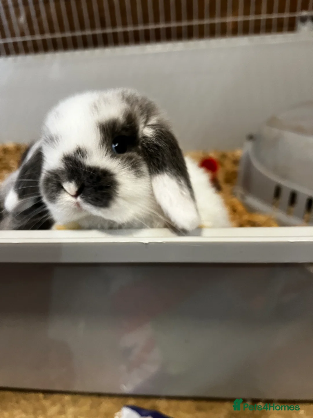 Mini Lop rabbits for sale: Mini lop baby rabbits  - Advert 1