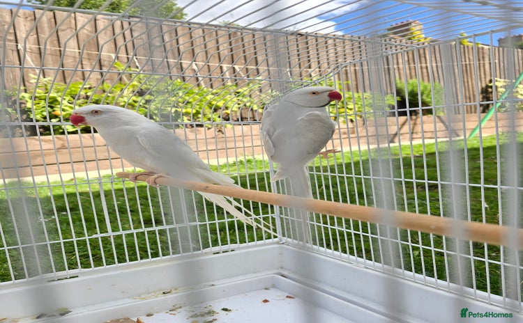 Ringnecks birds - Advert 19