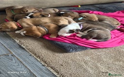 Mixed Breed dogs for sale: Akita mix - Image 7