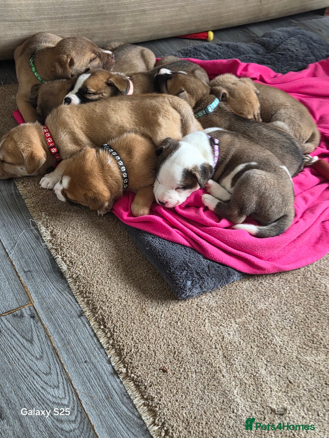 Mixed Breed dogs for sale: Akita mix - Image 7