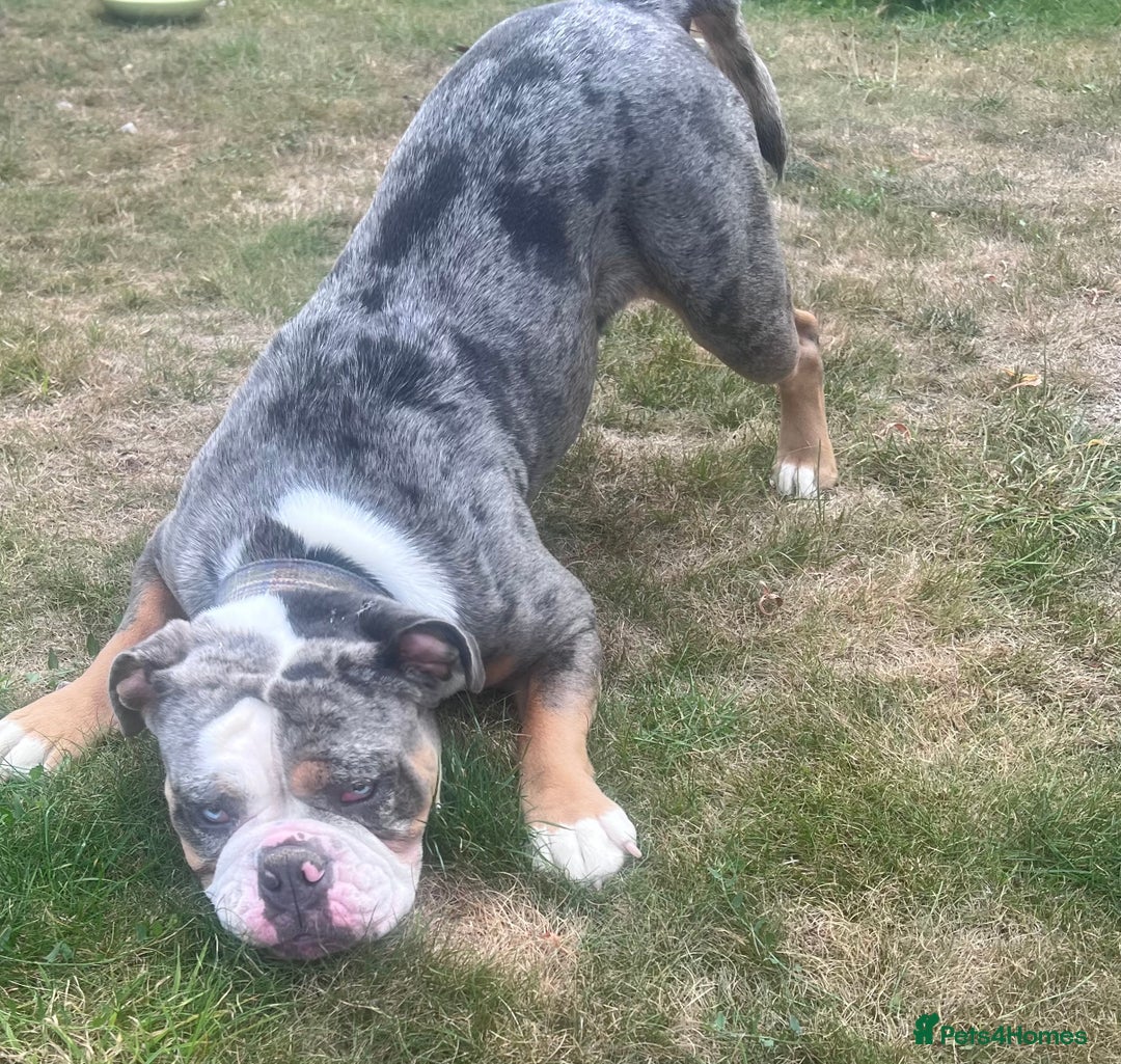 Old Tyme Bulldog dogs for sale: Della - old tyme bulldog  - Image 10