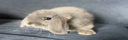 Mini Lop rabbits for sale: Very cute blue otter mini lops 8 weeks old - Advert 15