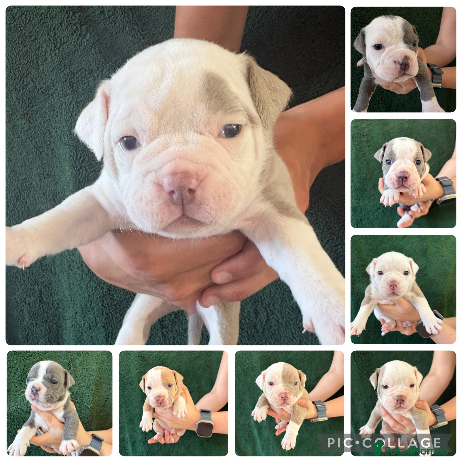 Old Tyme Bulldog dogs Old tyme English bulldog puppies NEBBR registered - Advert 6