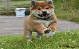 Japanese Shiba Inu dogs for sale: Japanese Shiba Inu Puppy 1 - 🏆 Bloodline health tested Shiba Inu Puppies  - Image 1