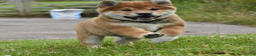 Japanese Shiba Inu Puppy 3