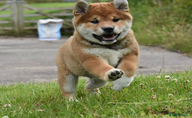 Japanese Shiba Inu dogs in Ammanford - Advert 6