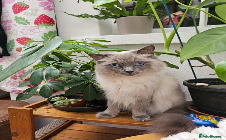 Ragdoll cats - Advert 1