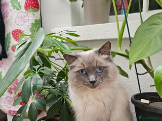 Ragdoll cats - Advert 2