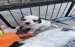 Mixed Breed dogs for sale: Cockapoo x Maltese (Maltipoo) - Image 14