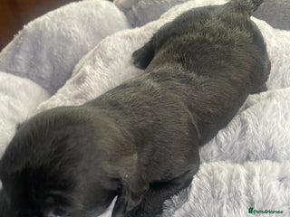 Mixed Breed dogs Doxie poo stunning puppies - Advert 1