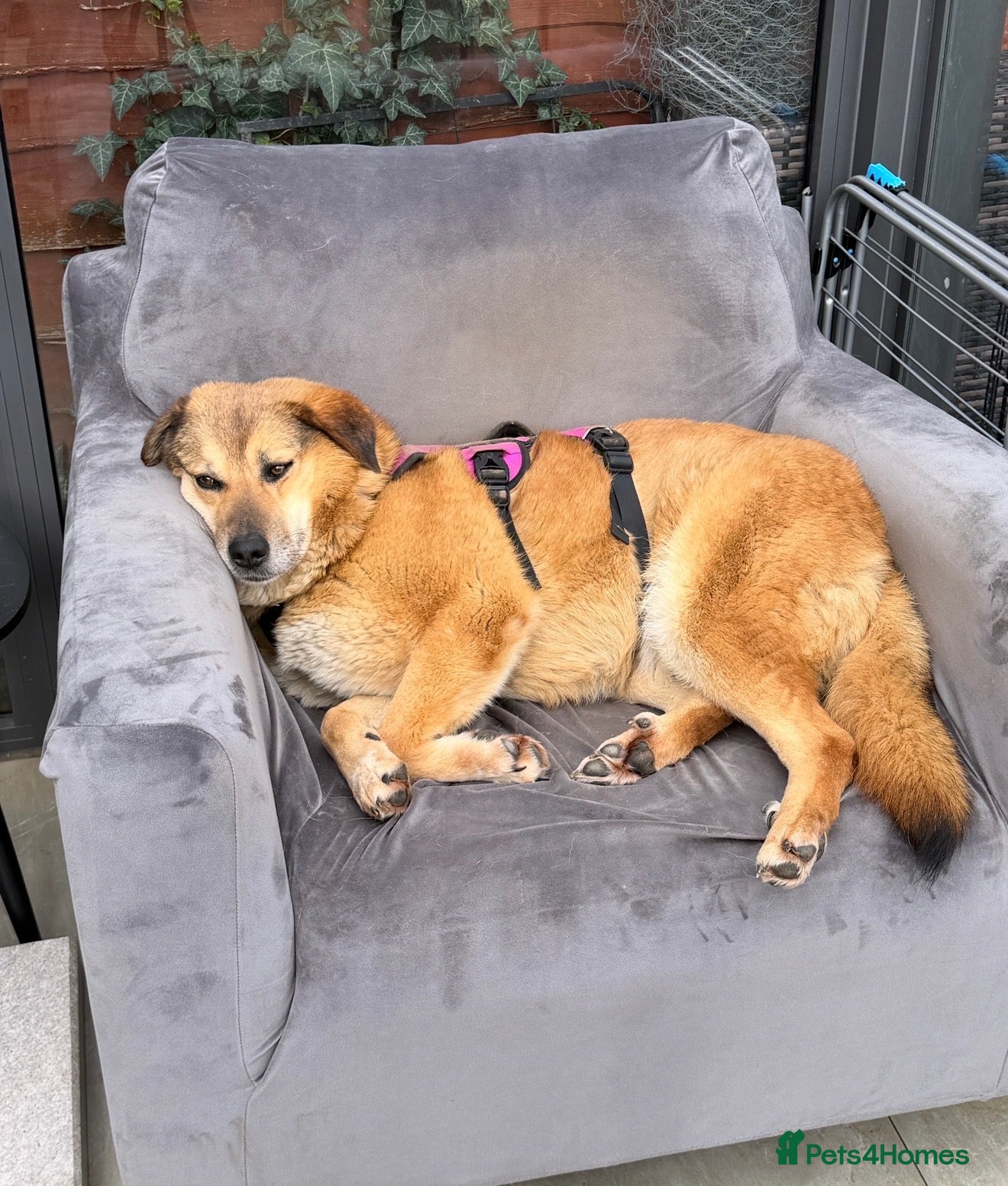 Mixed Breed dogs 🧡 Sweet Muffin Needs A Peaceful Loving Home! - Advert 1