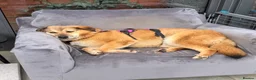 Mixed Breed dogs for adoption: Sweet Muffin | Gentle, Snuggly & Cheeky Girl 💛 - Advert 8