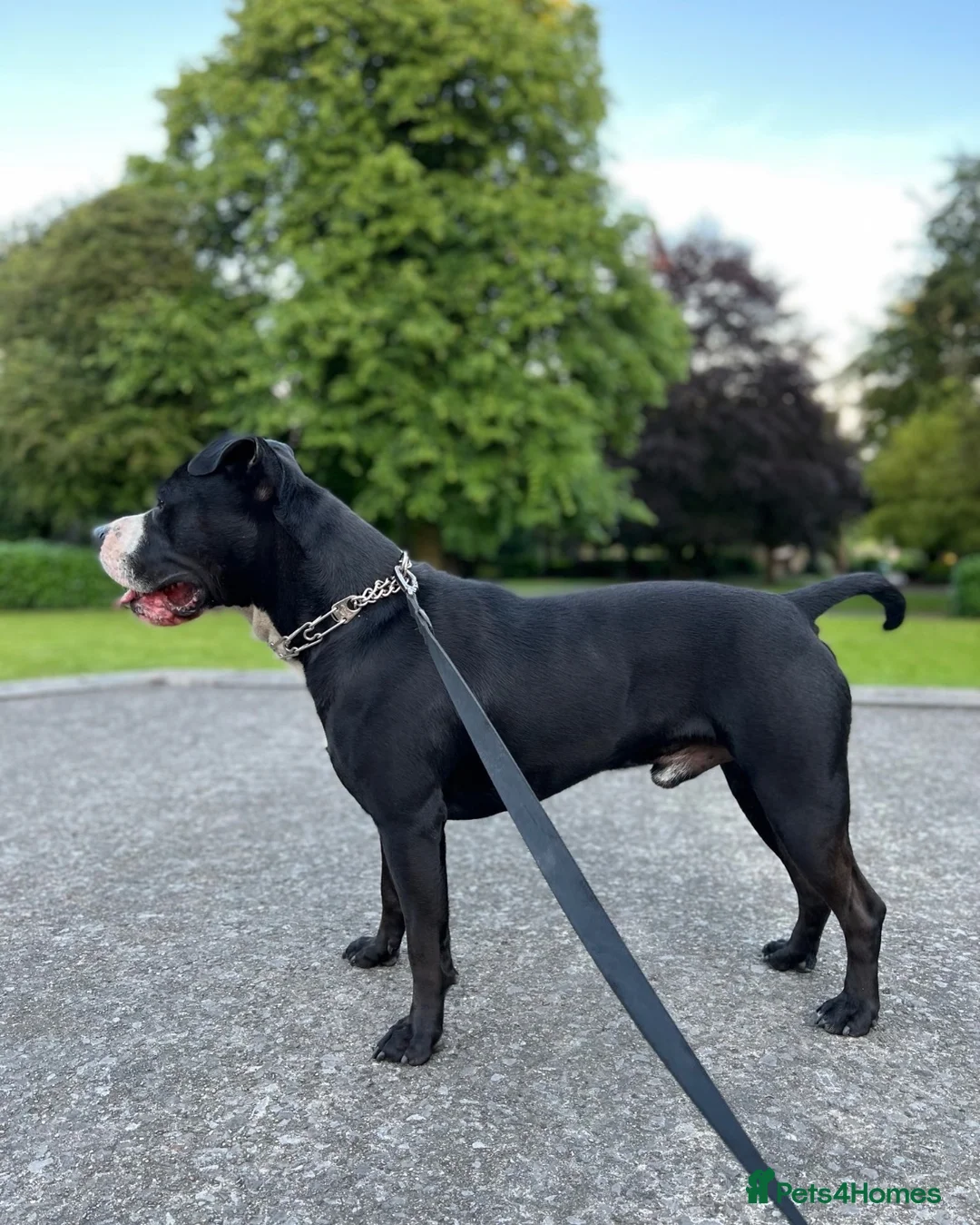 Mixed Breed dogs for sale: American bully  **  in Heckmondwike - Advert 3