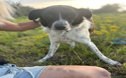 Mixed Breed dogs for adoption: Herby - Norwich Norfolk  - Image 16