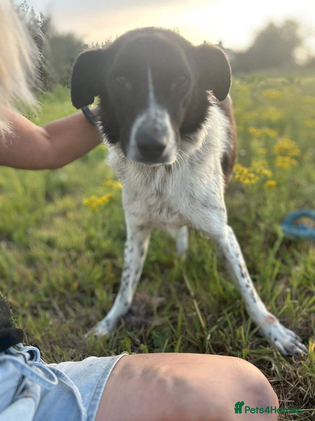 Mixed Breed dogs for adoption: Herby - Norwich Norfolk  - Image 16