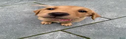 Labrador Retriever dogs for sale: 1 x Girl Fox Red Labrador Puppy - Advert 3
