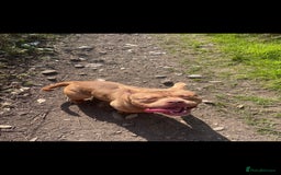 American Bully dogs for stud: Beautiful chocolate boy ready for stud  - Image 2