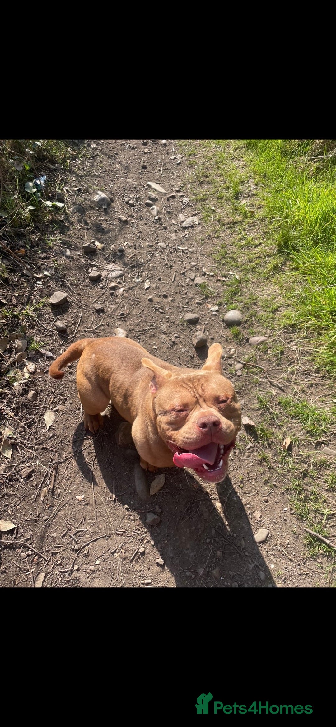 American Bully dogs for stud: Beautiful chocolate boy ready for stud  - Image 2