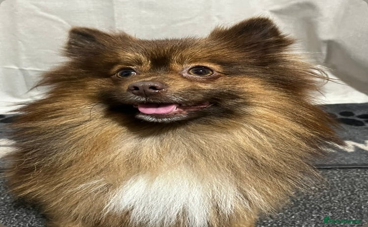 Pomeranian dogs Chocolate Pomeranian for stud   - Advert 1