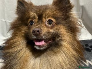 Pomeranian dogs for stud: Chocolate Pomeranian for stud - Advert 1