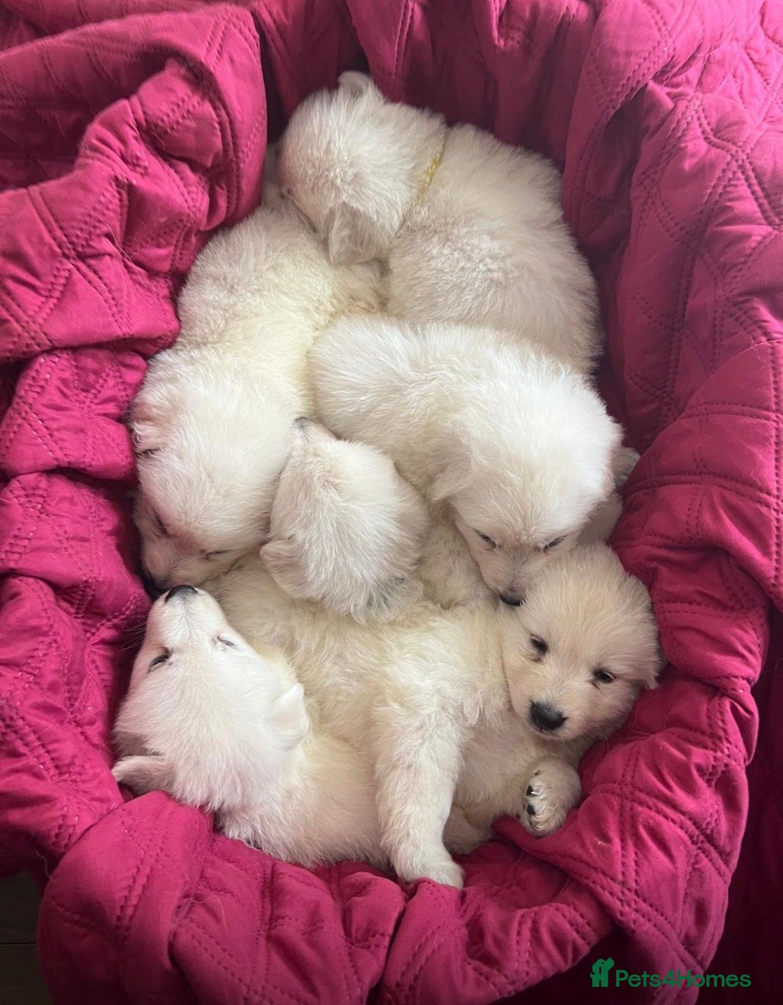 White Swiss Shepherd dogs World Champion Line White Swiss Shepherd Pups - Advert 1