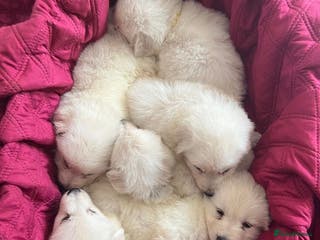 White Swiss Shepherd dogs World Champion Line White Swiss Shepherd Pups - Advert 1