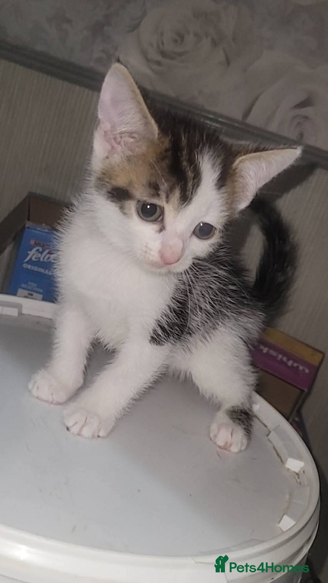 Mixed Breed cats for sale: Kittens ready for new homes  - Image 13
