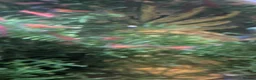 Shrimps fish for sale: Red Cherry Shrimps  in Guisborough - Advert 5