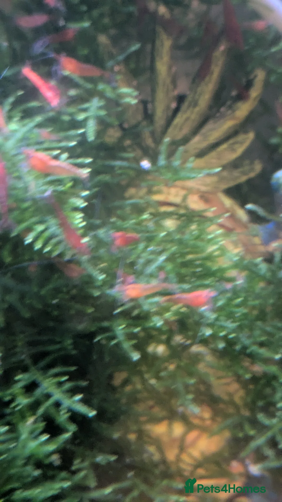 Shrimps fish for sale: Red Cherry Shrimps  in Guisborough - Advert 5