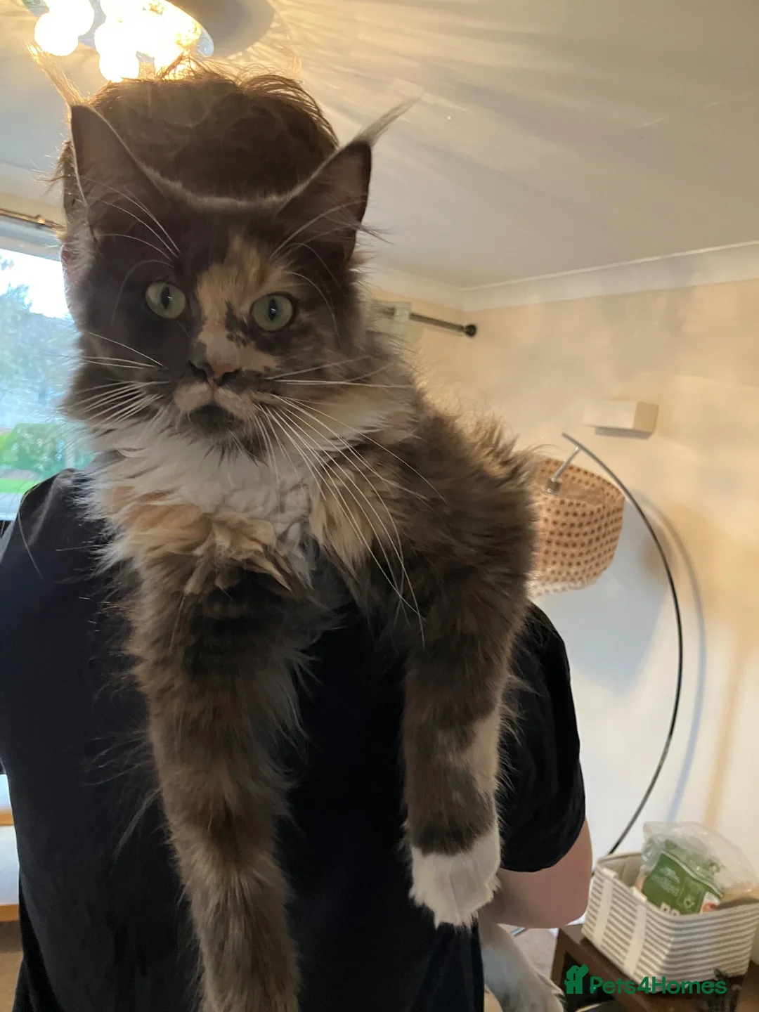 Maine Coon cats for sale: Gorgeous Tica Registered Maine Coon Girl - Advert 2
