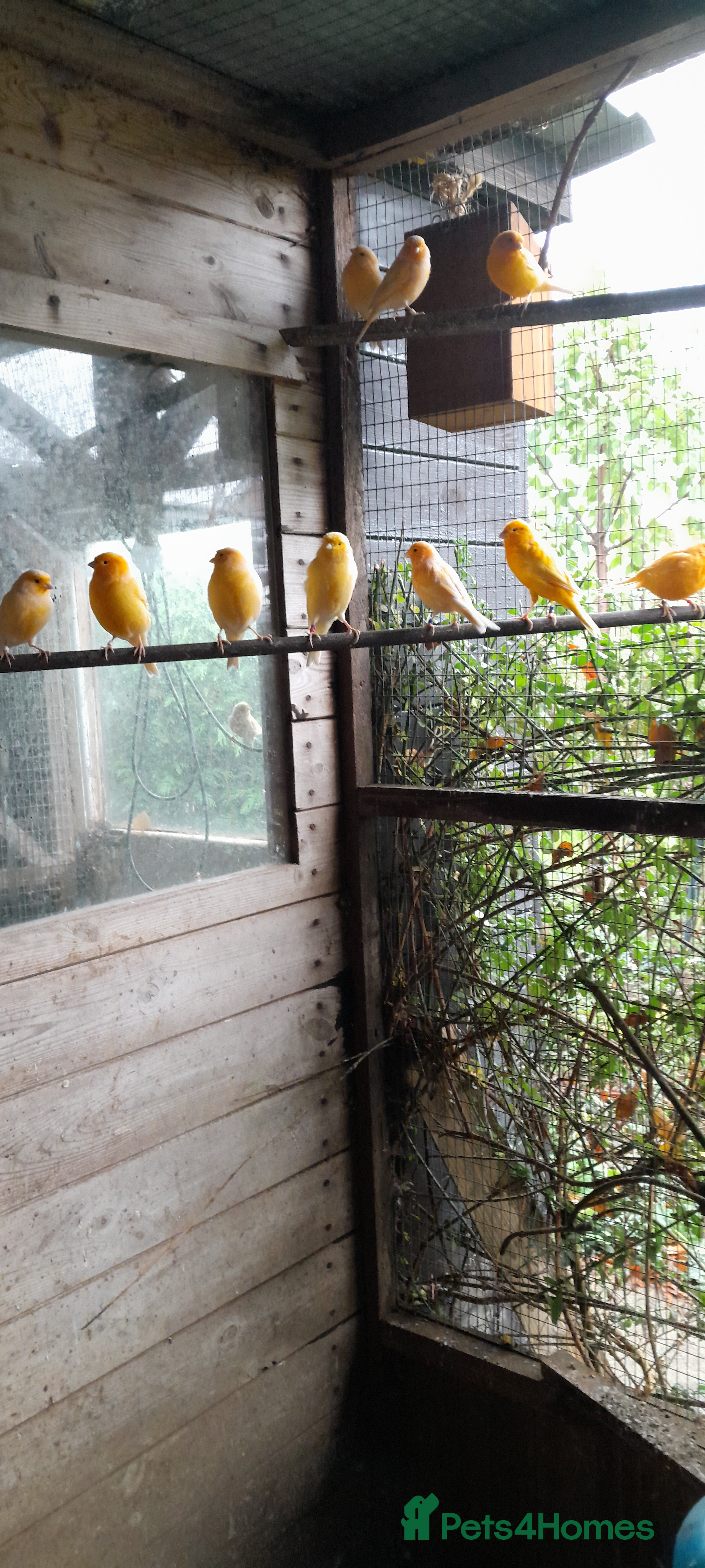 Canaries birds Mixed colour canaries  - Advert 4