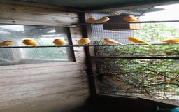 Canaries birds for sale: Mixed colour canaries  - Image 1