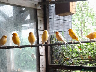 Canaries birds - Advert 14