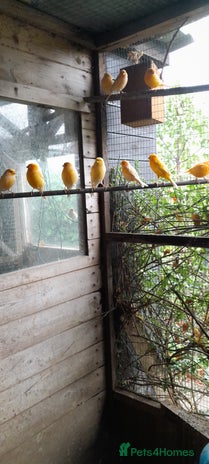 Canaries birds - Advert 1