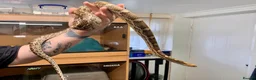 Corn Snake reptiles for sale: Adult male caramel cornsnake - Advert 3