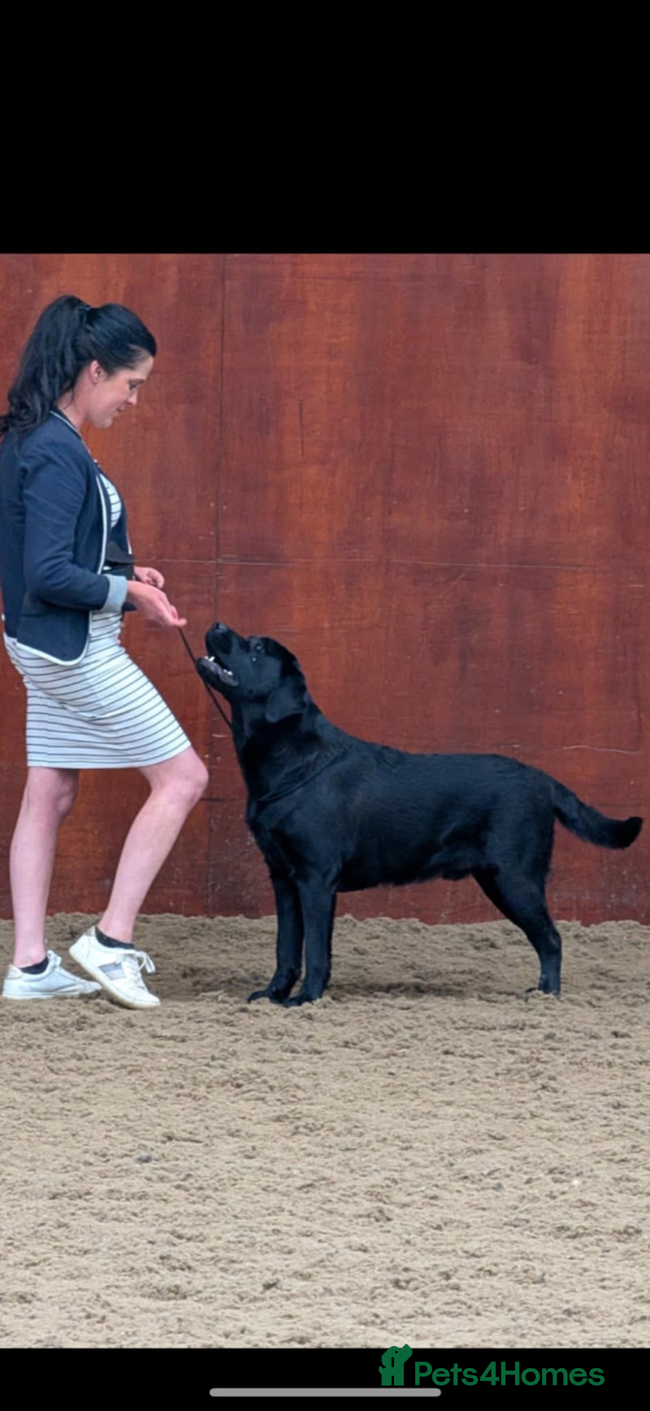 Labrador Retriever dogs Available for stud Branston  - Advert 1