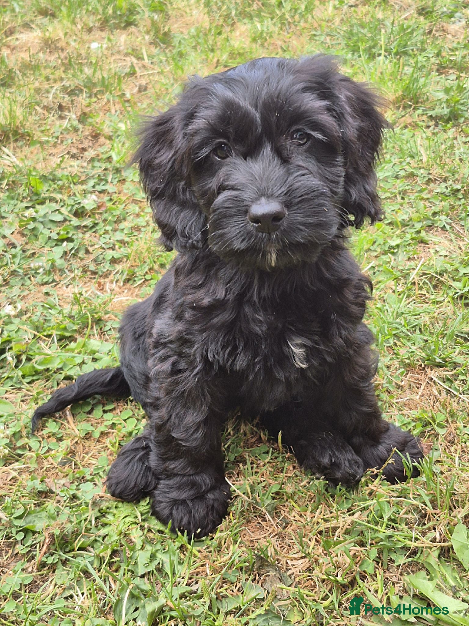 Cockapoo dogs Cockapoo puppies - Advert 2