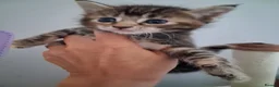 Maine Coon cats for sale: ***Beautiful mainecoon cross kittens***  - Advert 22