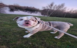 Olde English Bulldogge dogs for sale: Tyson rehoming  - Image 3