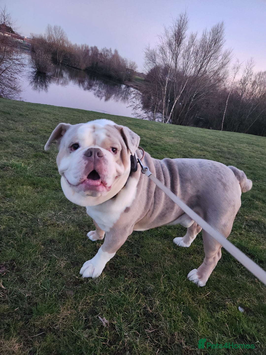 Olde English Bulldogge dogs for sale: Tyson rehoming  - Image 3