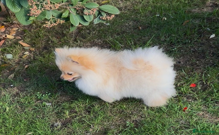 Pomeranian dogs in Sudbury - Advert 15