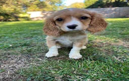 Cavapoo dogs for sale: Beautiful cavapoo pups  - Image 5