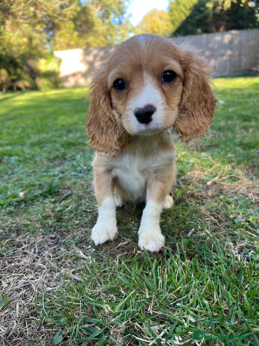 Cavapoo dogs for sale: Beautiful cavapoo pups  - Image 5