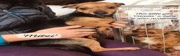 Mixed Breed dogs for adoption: Canela, 5-6 yrs old. Available for adoption. - Advert 2