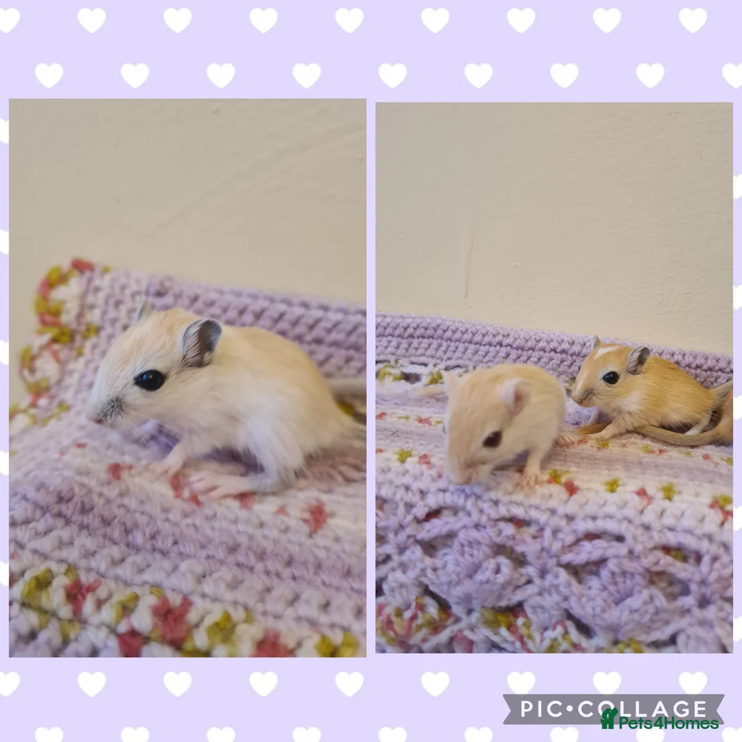 Gerbil rodents for sale: **Stunning Tame and Loving Natured Baby Gerbils ** - Advert 5