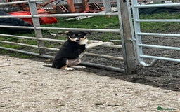 Border Collie dogs for sale: Farm Bred Border Collie Pups - Advert 1