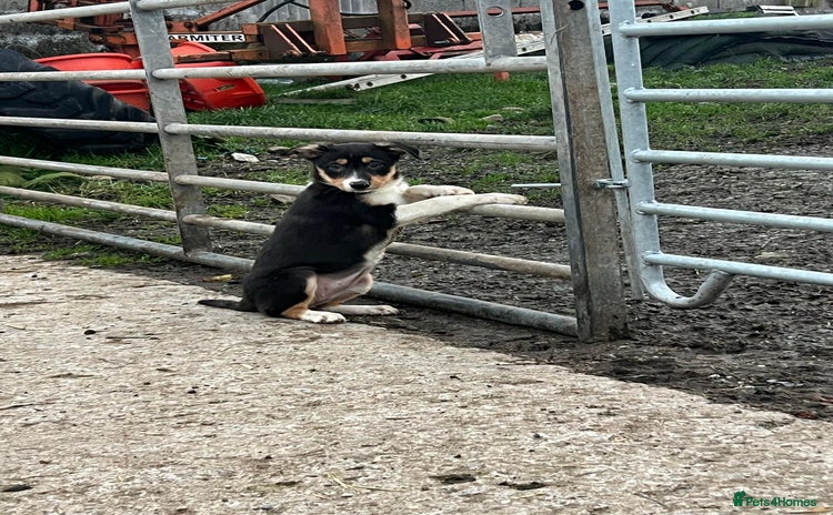 Border Collie dogs Farm Bred Border Collie Pups - Advert 12