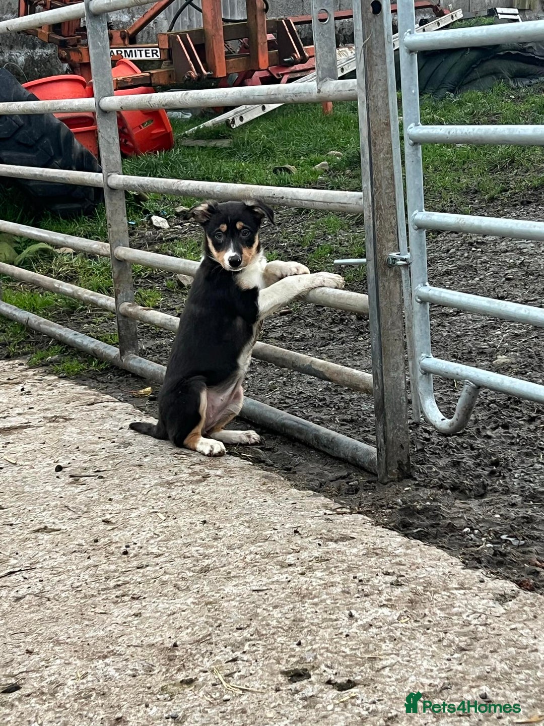Border Collie dogs for sale: Farm Bred Border Collie Pups - Advert 1