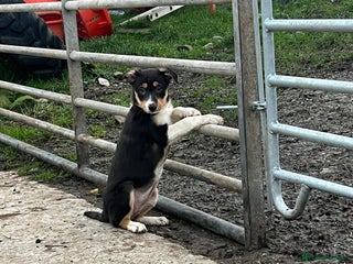 Border Collie dogs for sale: Farm Bred Border Collie Pups - Advert 1