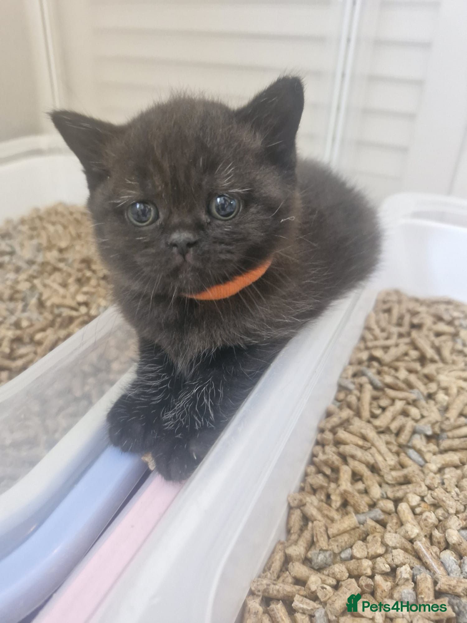 British Shorthair cats BSH GCCF reg pedigree black+ blue ready 18/9 - Advert 2